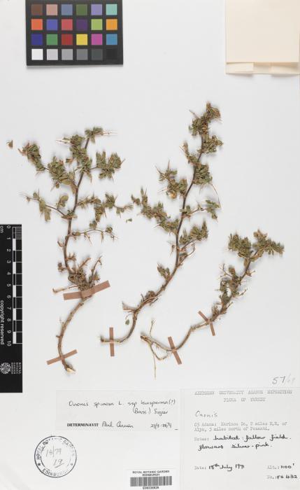 Ononis spinosa subsp. leiosperma image