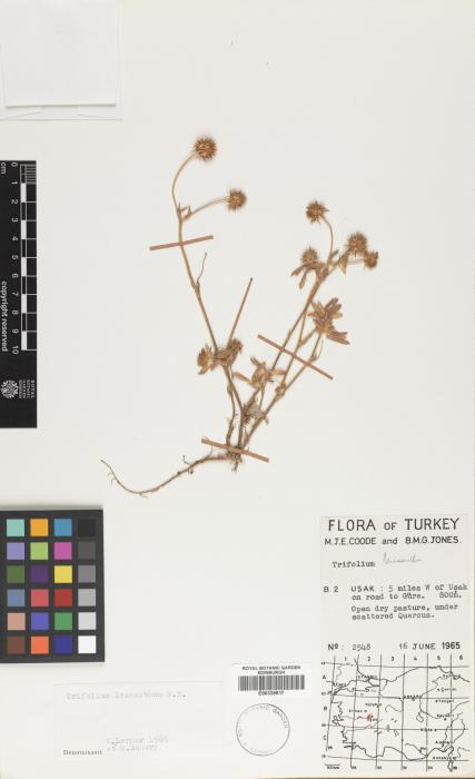 Trifolium leucanthum image