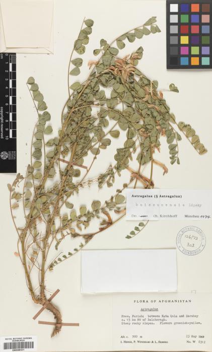 Astragalus baissunensis image