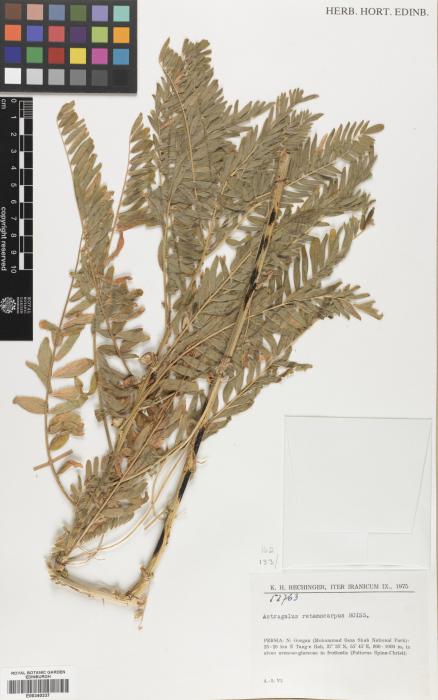 Astragalus retamocarpus image