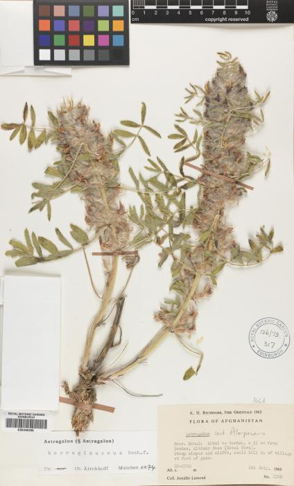 Astragalus borraginaceus image