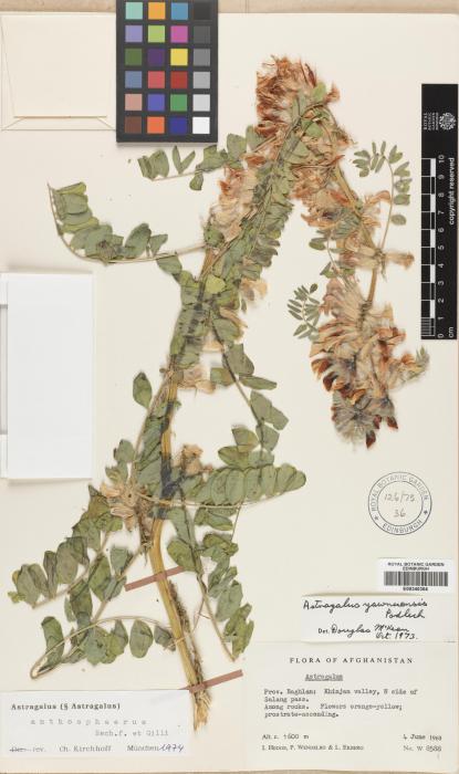 Astragalus anthosphaerus image