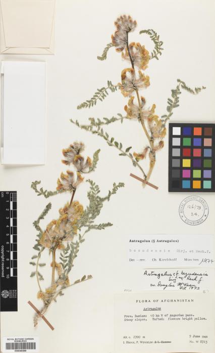Astragalus albovillosus image