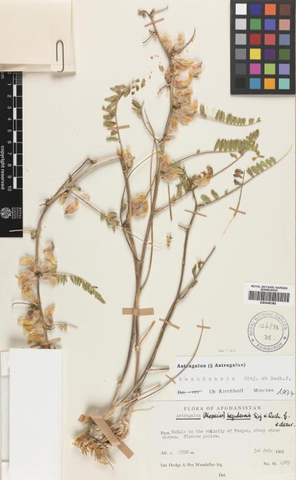 Astragalus bezudensis image