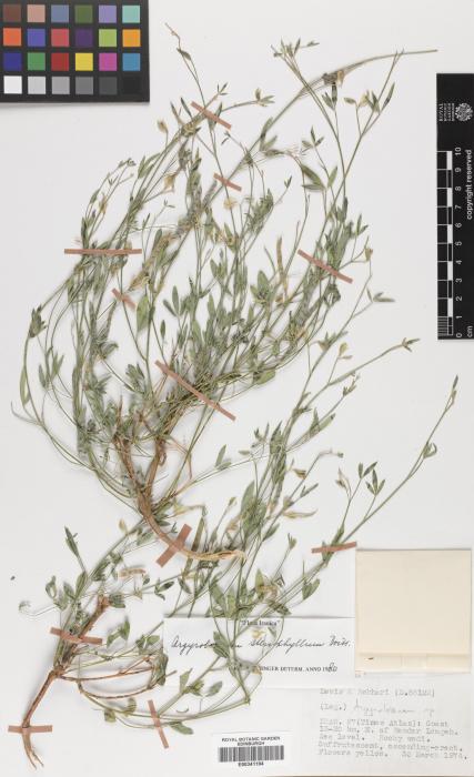 Argyrolobium stenophyllum image