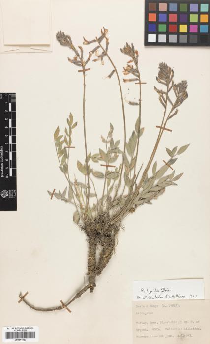 Astragalus tigridis image
