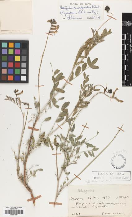 Astragalus dendroproselius image