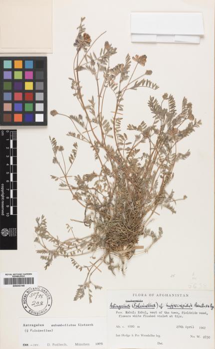 Astragalus subumbellatus image