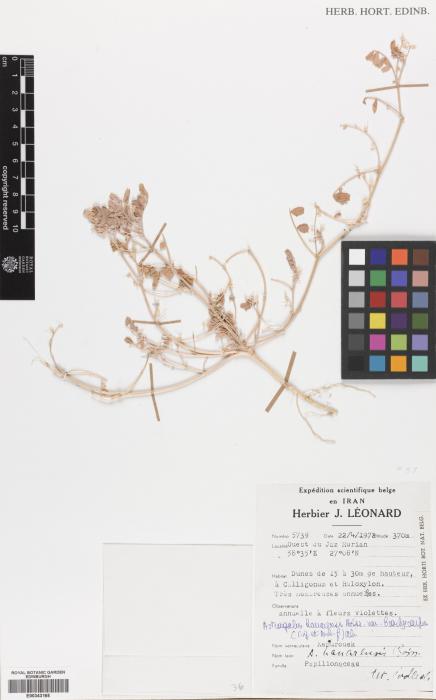 Astragalus arpilobus image