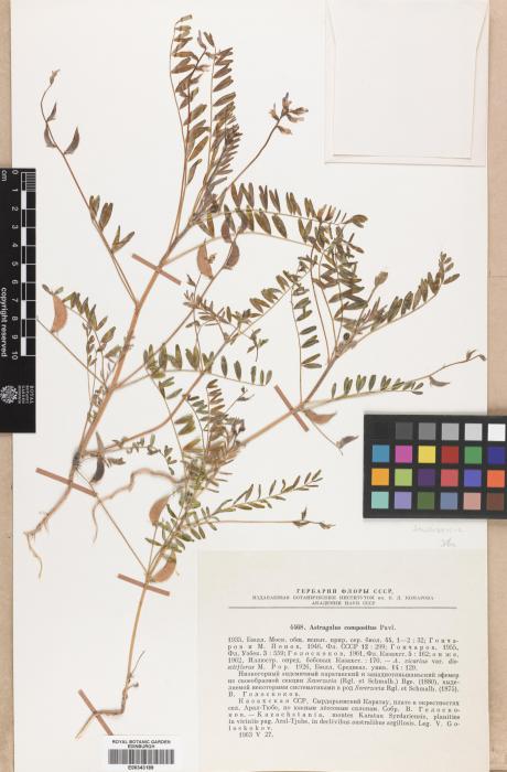 Astragalus compositus image