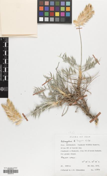 Astragalus lagopoides image