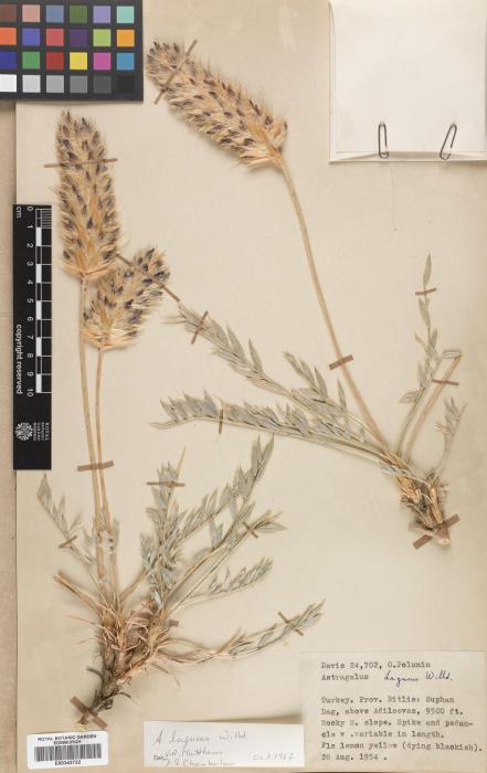 Astragalus lagurus image