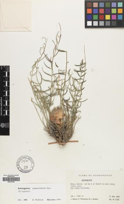 Astragalus gompholobium image