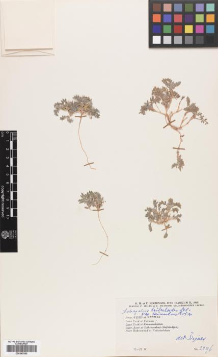 Astragalus tribuloides var. minutus image
