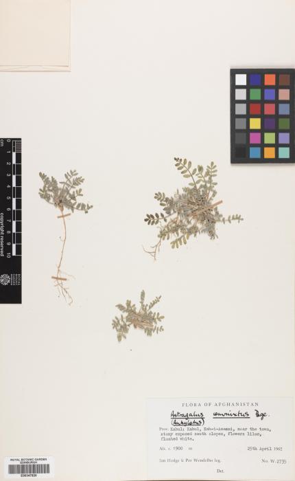 Astragalus commixtus image