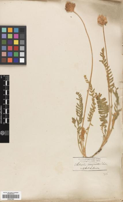Astragalus emarginatus image