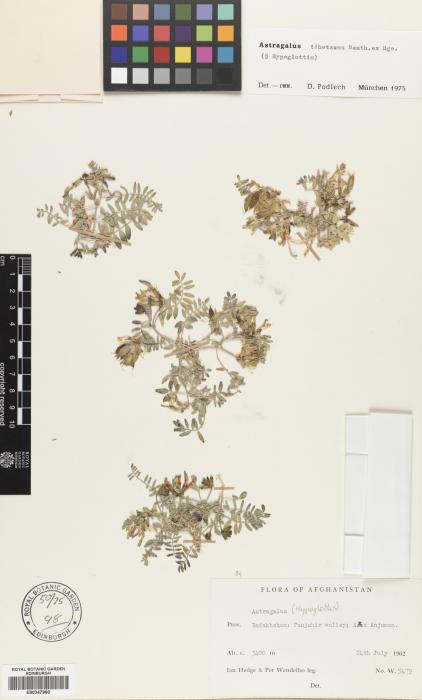 Astragalus chadjanensis image