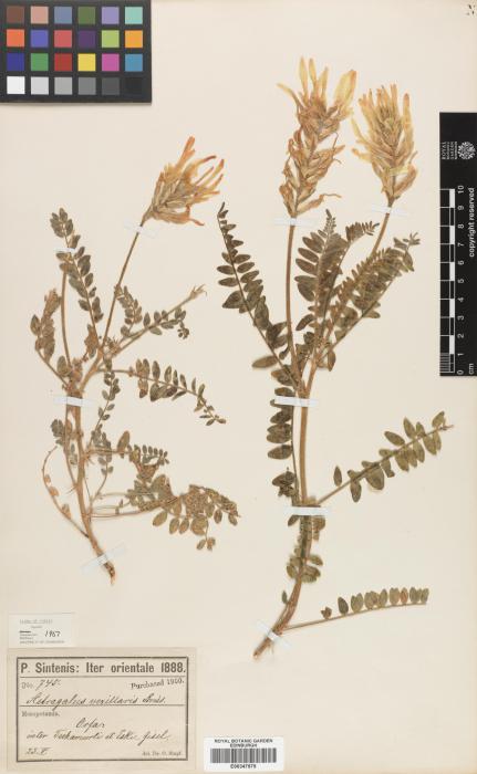 Astragalus vexillaris image