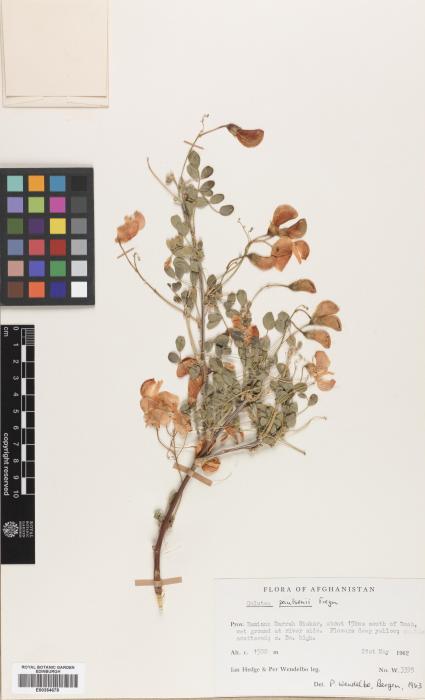 Colutea paulsenii subsp. mesantha image