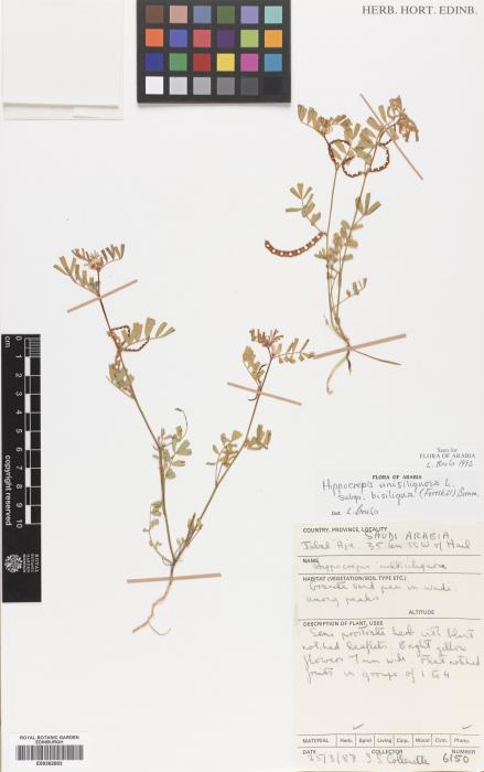 Hippocrepis unisiliquosa subsp. bisiliqua image