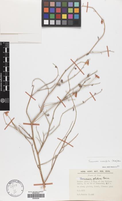 Taverniera cuneifolia image