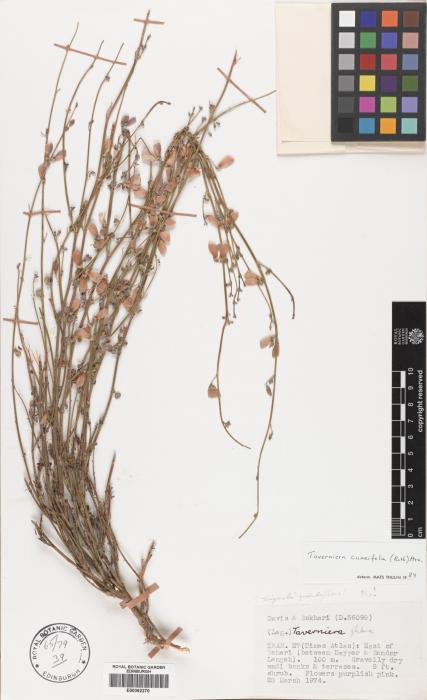 Taverniera cuneifolia image