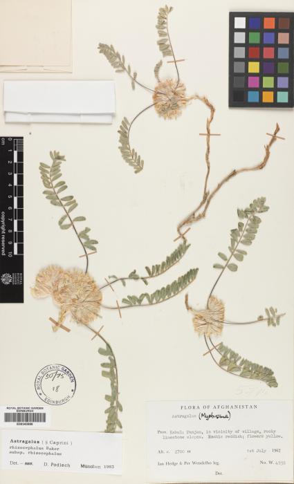 Astragalus rhizocephalus image