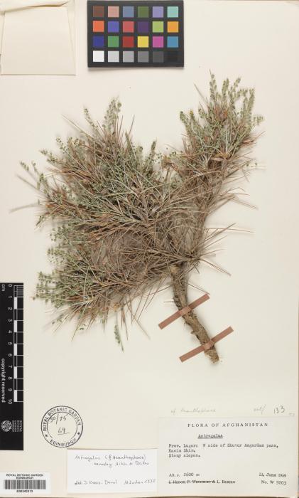 Astragalus hemsleyi image