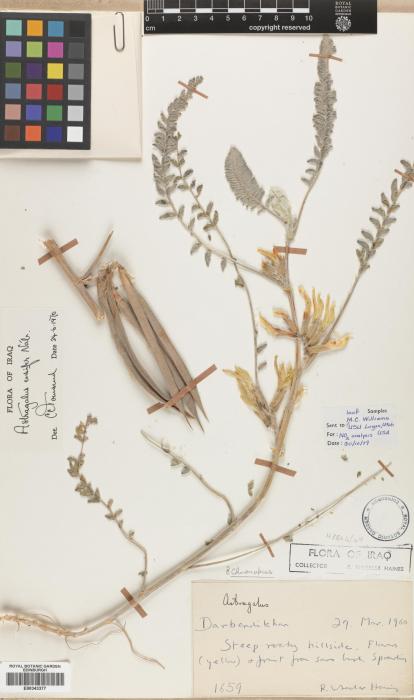 Astragalus ensifer image