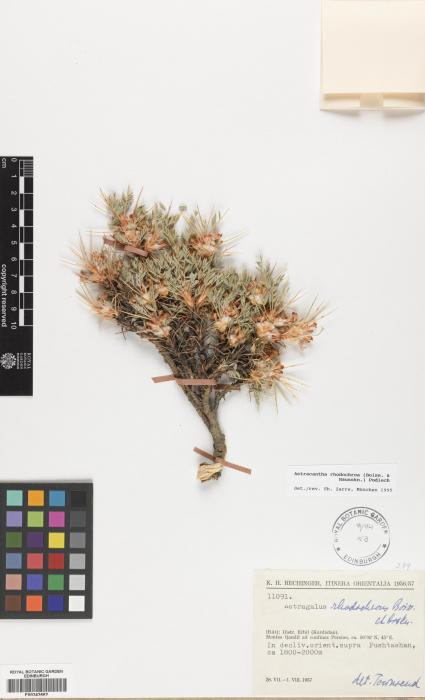Astragalus rhodochrous image