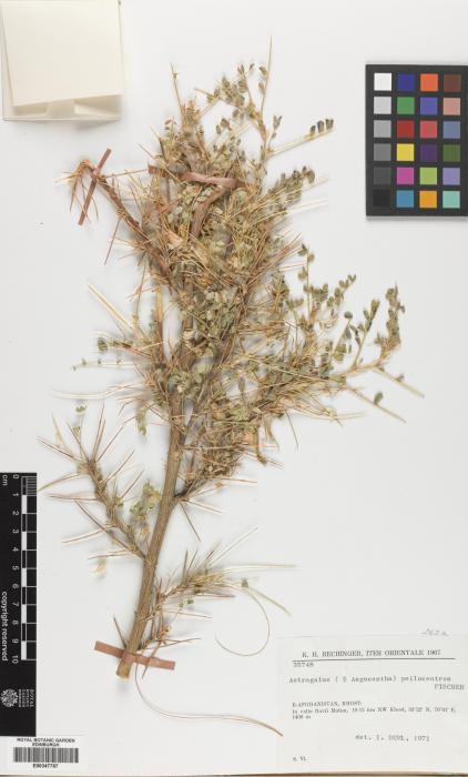 Astragalus psilocentros image