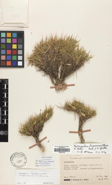 Astragalus confertissimus image