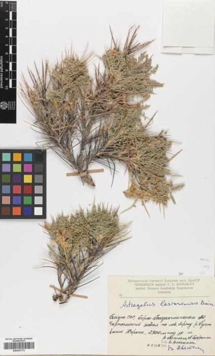 Astragalus leptus image