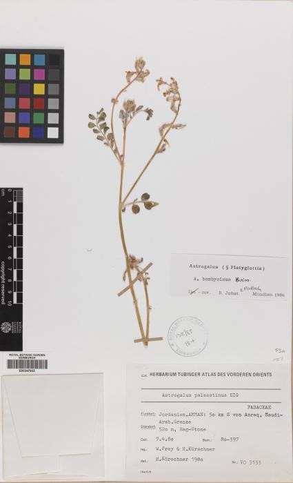 Astragalus bombycinus image