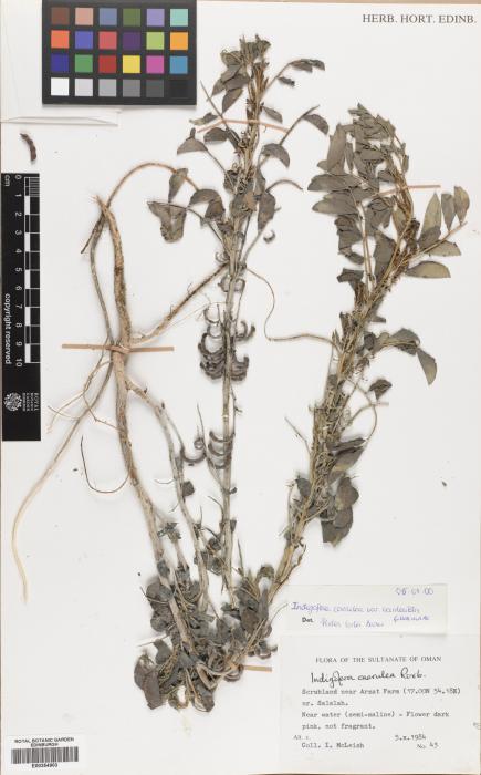 Indigofera coerulea var. occidentalis image
