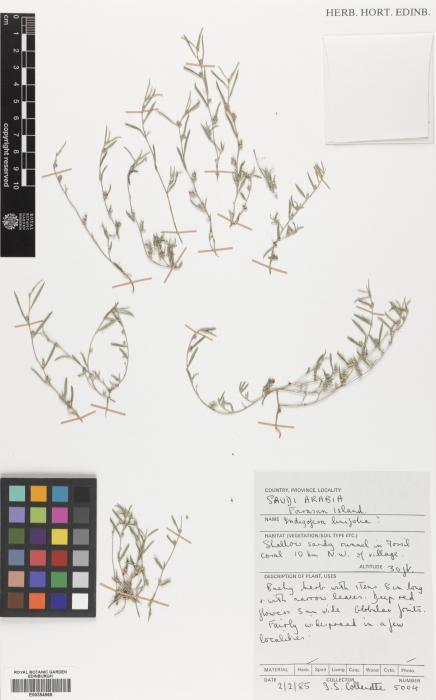 Indigofera linifolia image