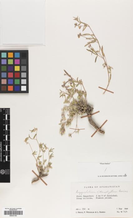 Argyrolobium stenophyllum image