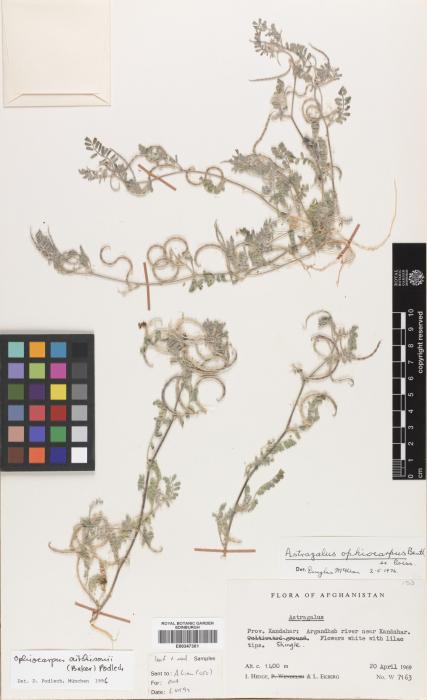Astragalus ophiocarpus image
