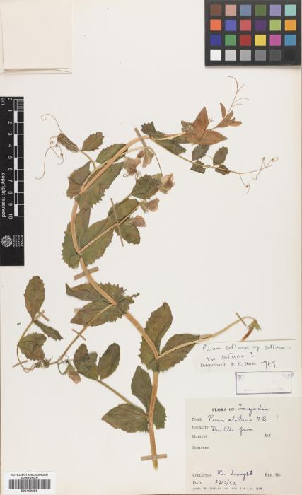 Lathyrus oleraceus image