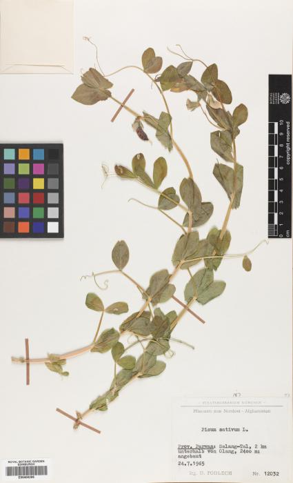Lathyrus oleraceus image