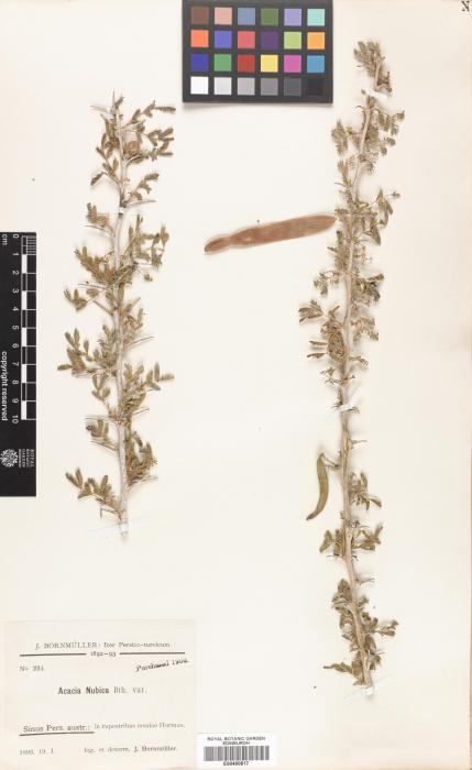 Acacia gorinii image