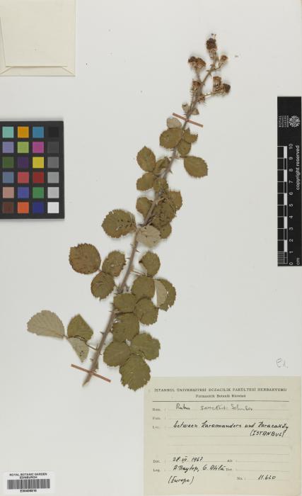 Rubus creticus image