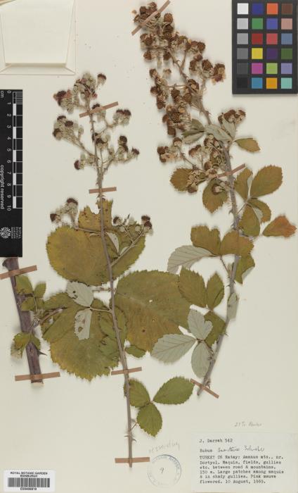 Rubus creticus image