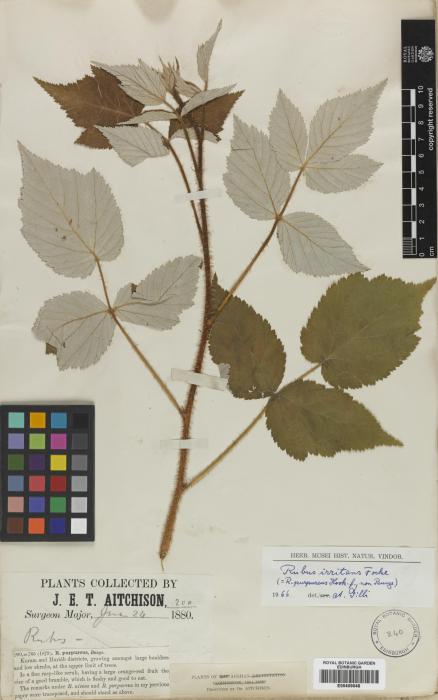 Rubus irritans image