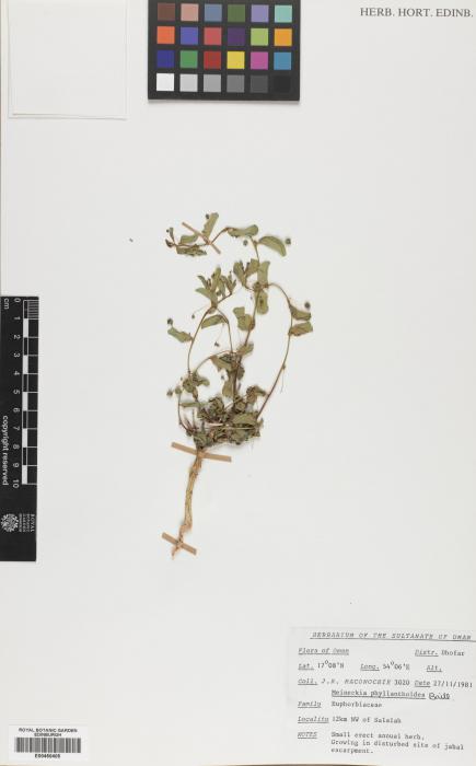 Meineckia phyllanthoides image