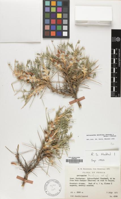 Astragalus muschianus image