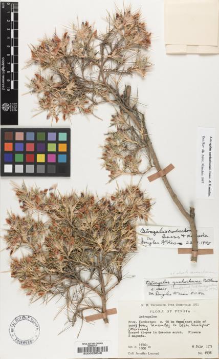 Astragalus carduchorum image