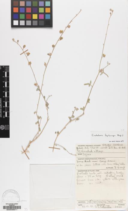 Crotalaria leptocarpa image