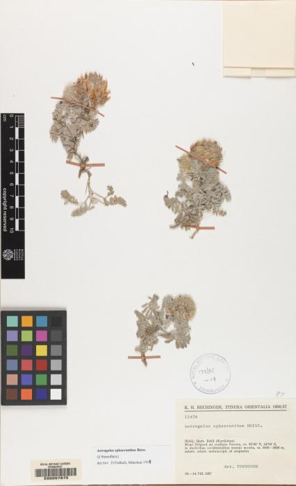 Astragalus sphaeranthus image