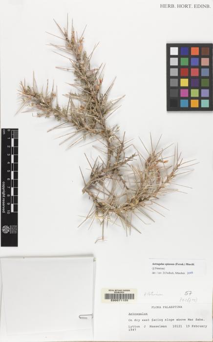 Astragalus spinosus image
